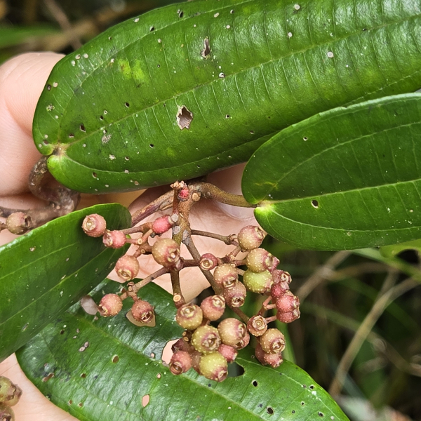 Miconia pachyphylla