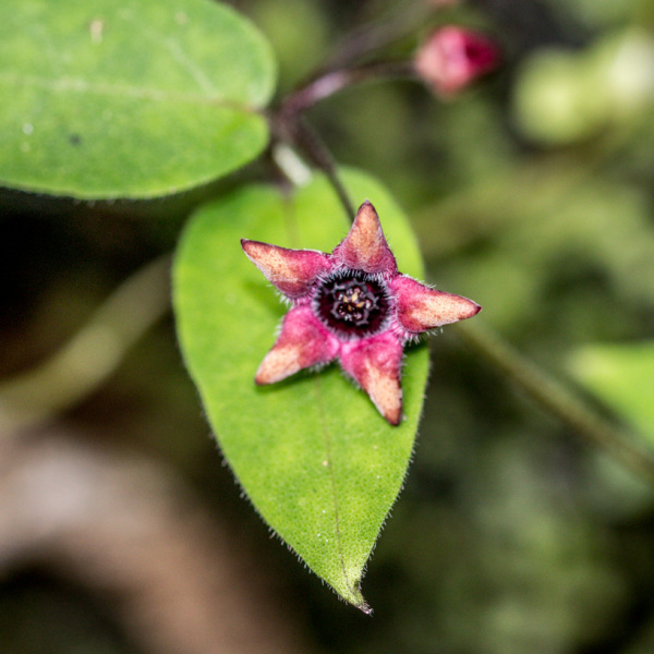 Emplectanthus dalzellii