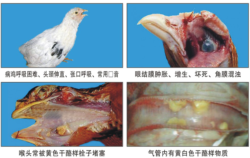 雞傳染性喉氣管炎症狀