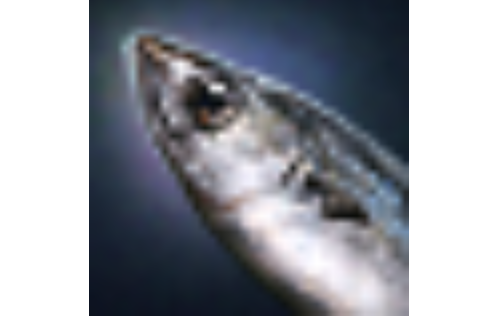 鱒魚(遊戲《洛奇英雄傳》中的消耗用品料理類道具) 鱒魚(遊戲《洛奇英雄傳》中的消耗用品料理類道具)