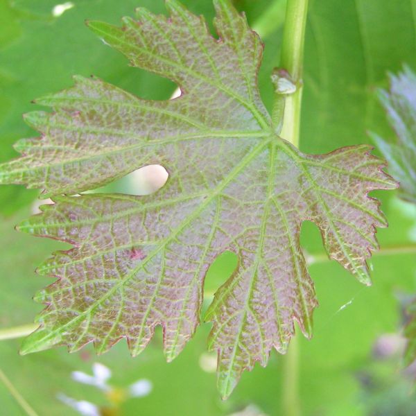葡萄(Vitis vinifera)