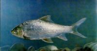 稀有白甲魚
