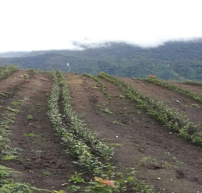2015年5月荷扎村2.6畝高山茶試種基地