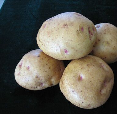 互薯3號 互薯3號