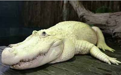 白化症鱷魚