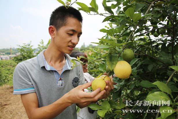 龍河檸檬