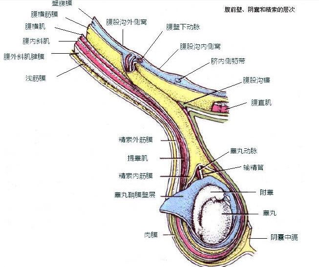 精索