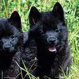 史其派克犬 史其派克犬