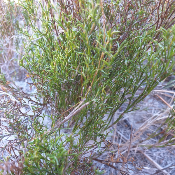 Thamnochortus obtusus