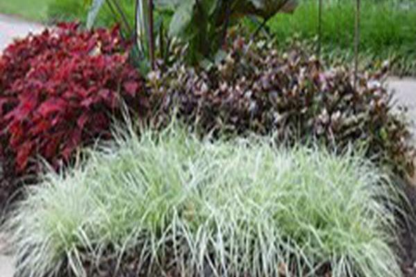 Carex oshimensis \x27CarFit01\x27 EVERCOLOR EVEREST Carex oshimensis \x27CarFit01\x27 EVERCOLOR EVEREST