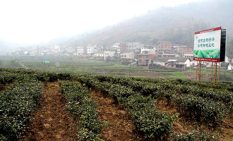 紫陽縣茶葉生產基地