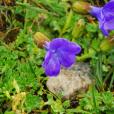 裂葉藍鐘花 裂葉藍鐘花