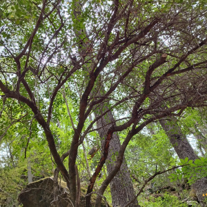 Schinus patagonica