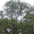 漢桂 漢桂
