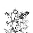 腺毛千斤拔 腺毛千斤拔