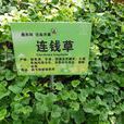 連線草 連線草