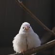 白玉鳥