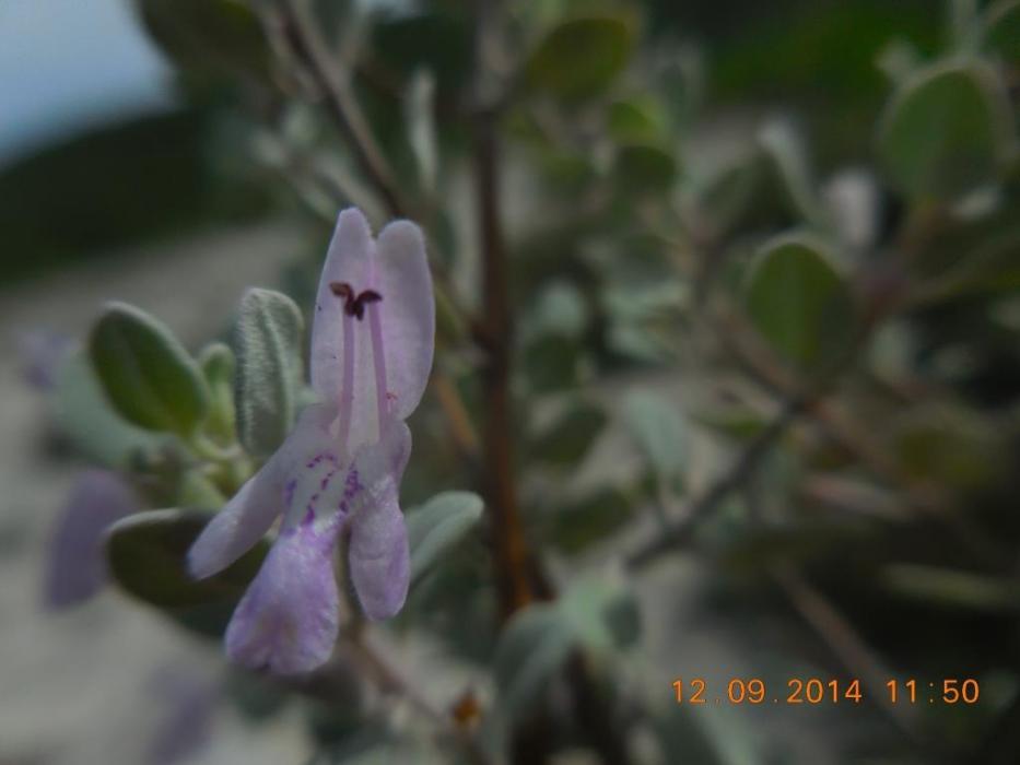 Poliomintha marifolia