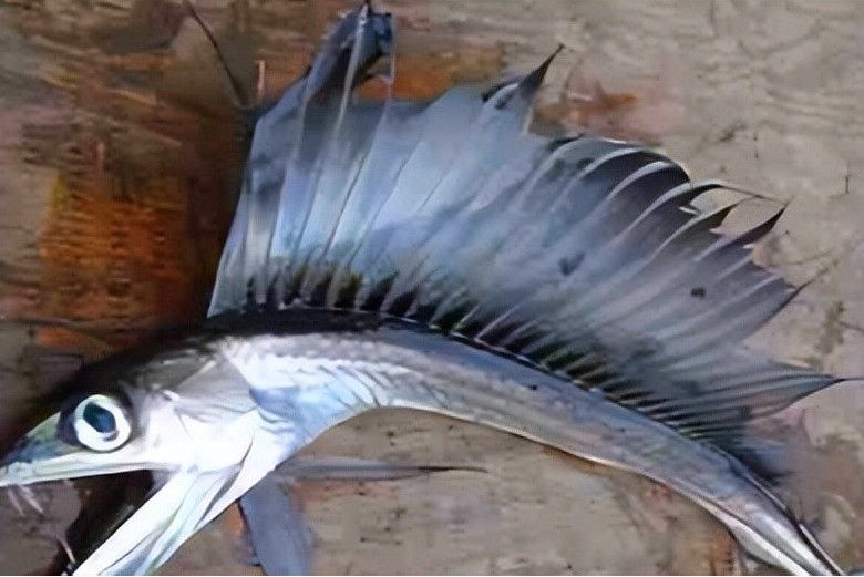 長吻亞口魚 長吻亞口魚