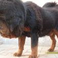 豬獒 豬獒