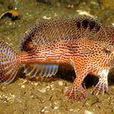 躄魚 躄魚