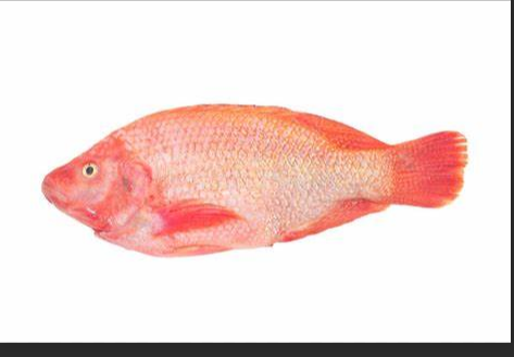 紅尼羅魚 紅尼羅魚