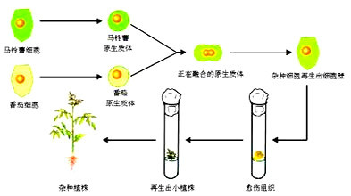 植物體細胞雜交