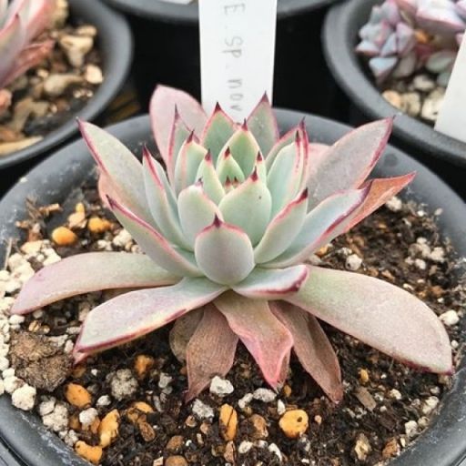 普埃布拉(景天科擬石蓮屬植物) 普埃布拉(景天科擬石蓮屬植物)
