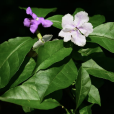 二色茉莉 二色茉莉