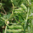 小巢菜(豆科野豌豆屬植物) 小巢菜(豆科野豌豆屬植物)