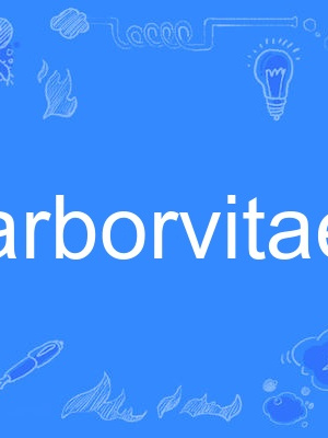 arborvitae arborvitae