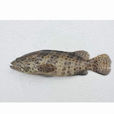斜帶石斑魚