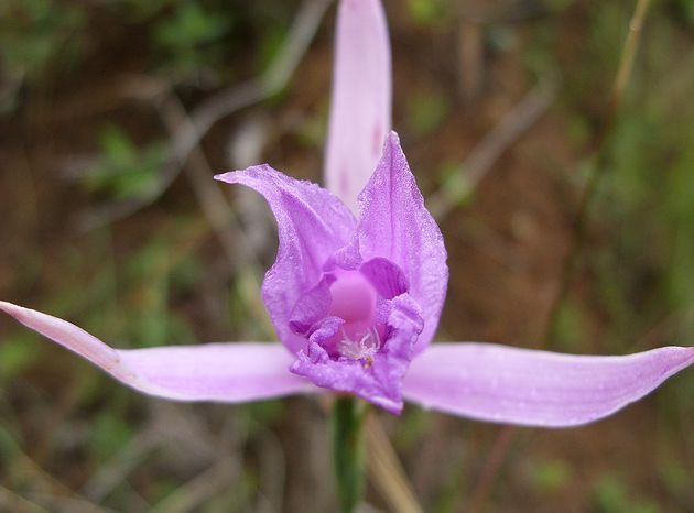 哥斯大黎加科雷蘭(Cleistes costaricensis)