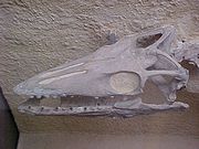板踝龍的頭骨 - 耶魯大學畢巴底博物館