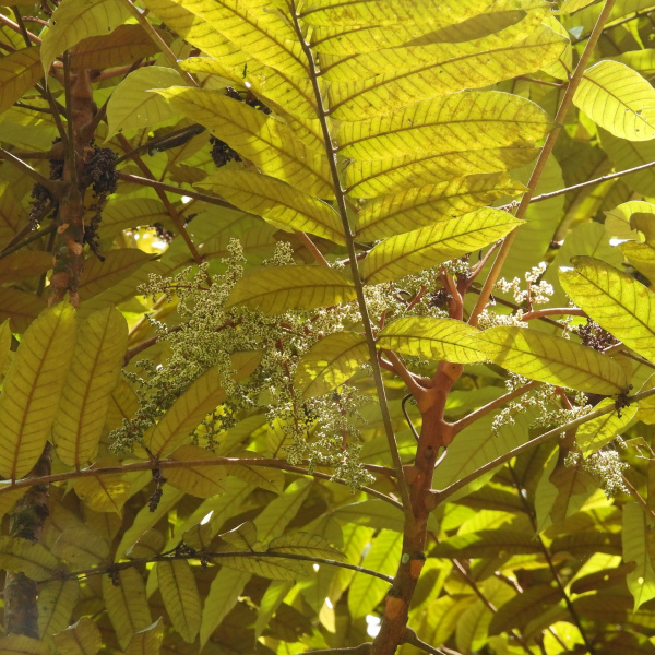 Aglaia argentea