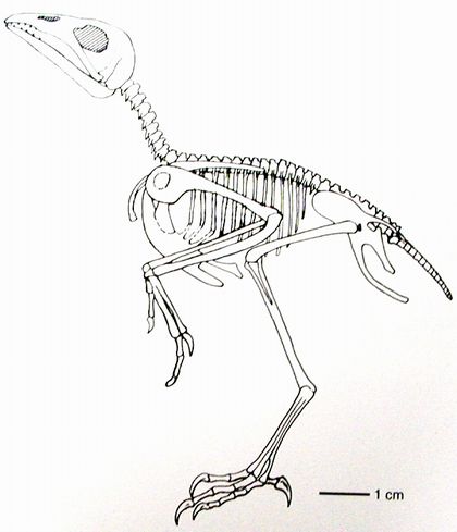圖片2·三燕龍城鳥骨骼圖