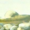 建德棒花魚 建德棒花魚