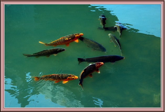 禾溪鯉魚