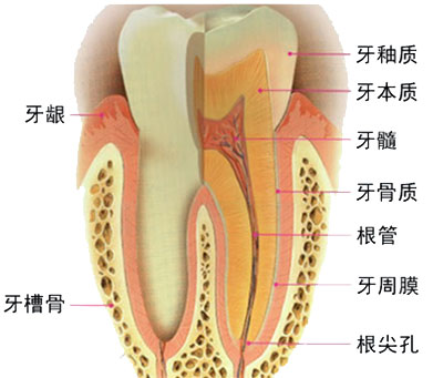 牙齒形象圖