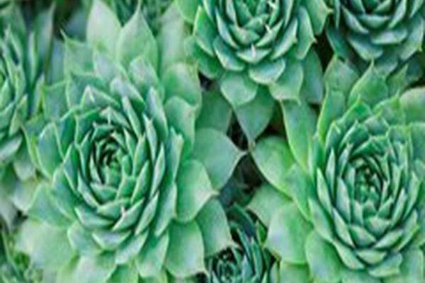 Sempervivum tectorum Sempervivum tectorum