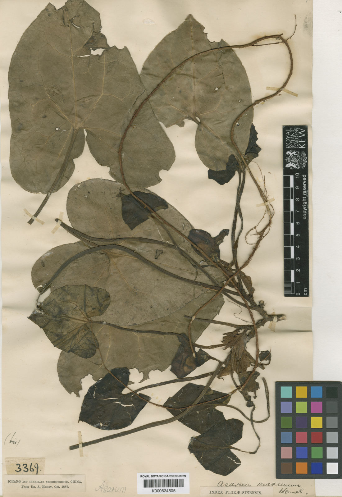 英國邱園標本館中保存的大葉馬蹄香標本（K000634505）