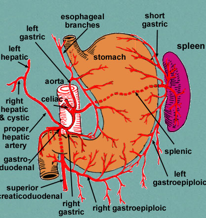 胃左動脈