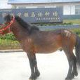 寧強馬 寧強馬