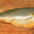 石首魚鯗 石首魚鯗