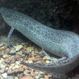石花肺魚 石花肺魚