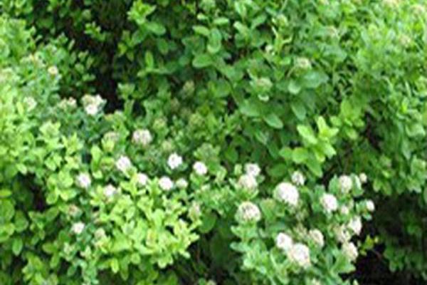 Spiraea betulifolia Spiraea betulifolia