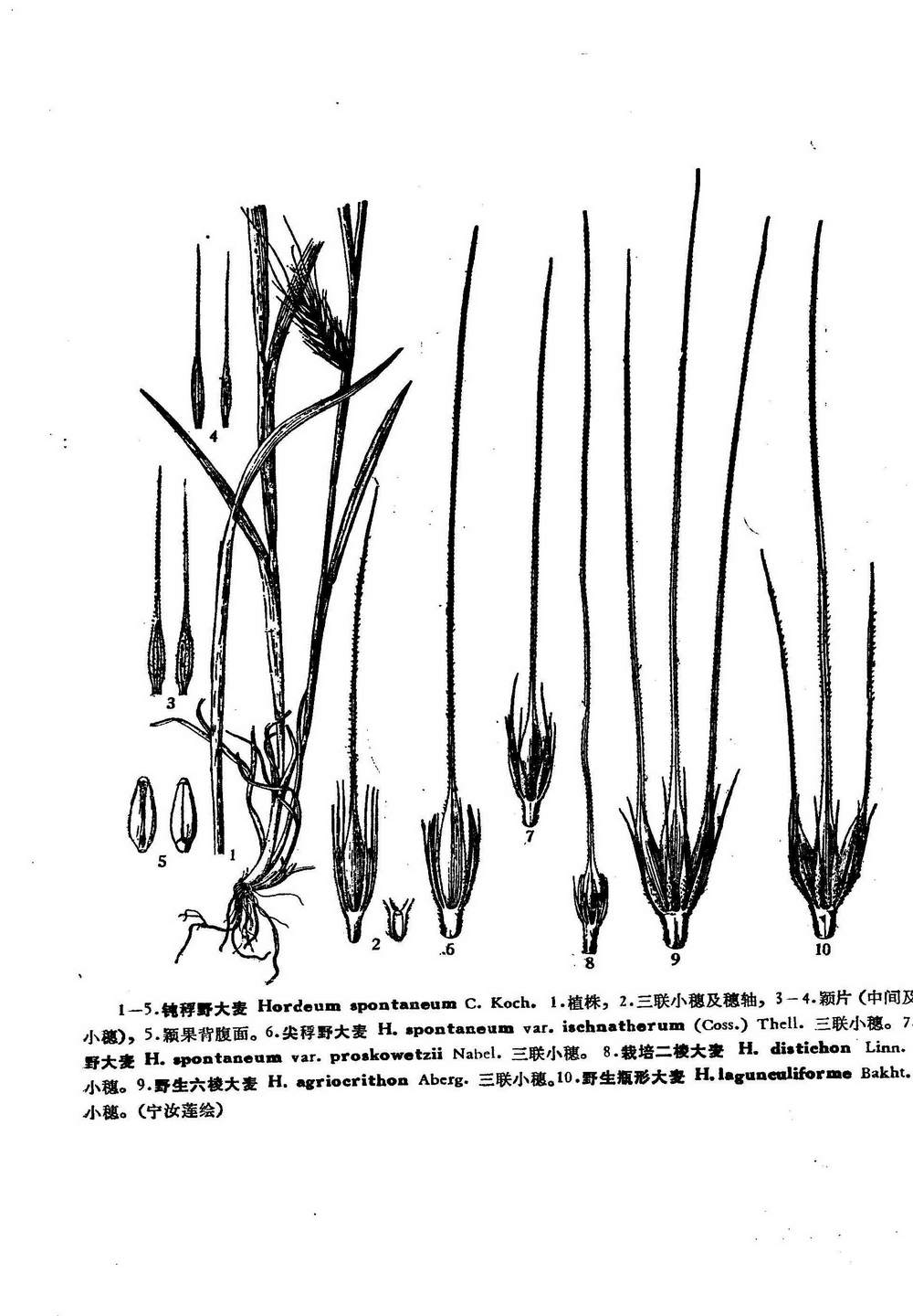 野生六棱大麥