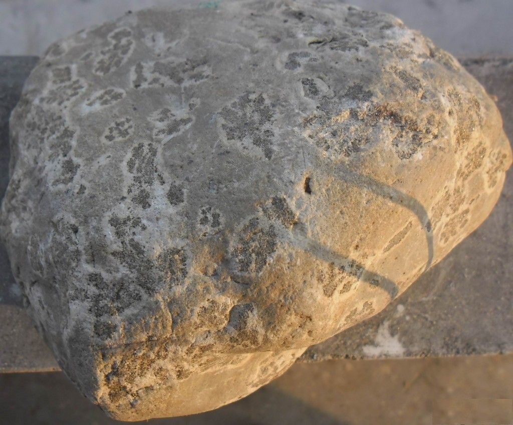 巴敢岩黑熊化石