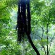 赤水蕈樹 赤水蕈樹