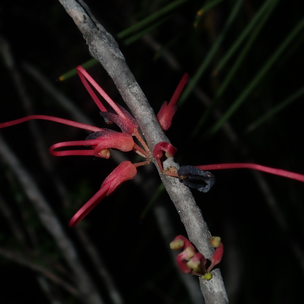 Hakea orthorrhyncha